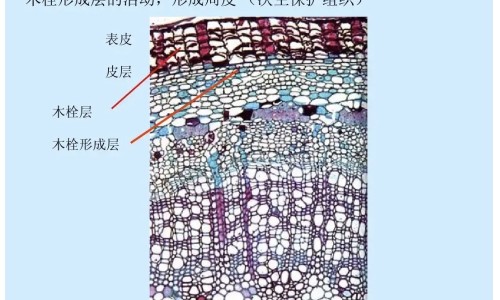 接骨木的作用与功效及副作用禁忌专区_接骨木的作用和功能主治专区_接骨木的作用网